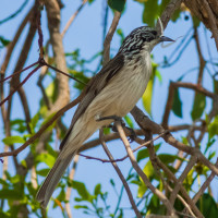 Striped Honeyeater